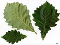 SpeciesSub: subsp. yunnanensis SpeciesSub: subsp. yunnanensis